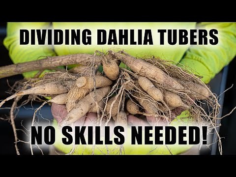 How I Easily Divide Dahlia Tubers : Pro Tips