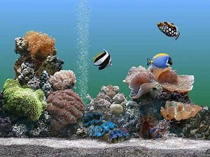 Windows XP Plus! - Aquarium screen saver