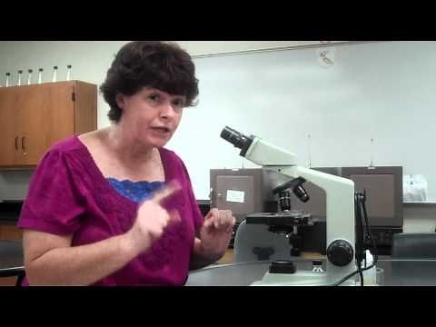 How to use a microscope and oil immersion