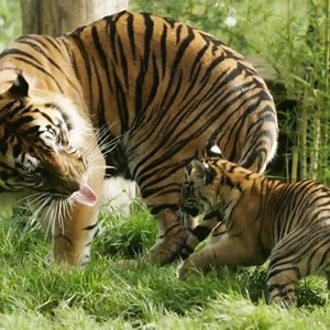 10K reactions · 6K shares | Sumatran tiger habitat is being systematically destroyed by the corporate greed of PepsiCo's palm oil supply chain — and PepsiCo seemingly doesn't care if this species is pushed to extinction. Help us apply public pressure on PepsiCo CEO Indra Nooyi. Sign now! | Rainforest Action Network - RAN | Facebook