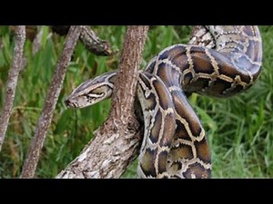 Pythonidae - Python (genus) - Life of Python