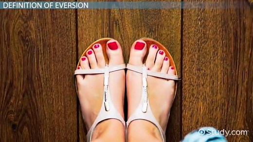 Eversion of the Foot | Anatomy, Muscles & Movement