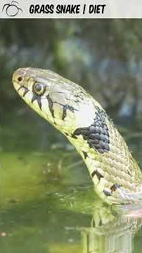 Grass Snake Species Guide: Appearance, Diet, Habitat, Behavior, Stats, And Conservation Status