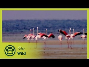 In The Pink - Flamingos - Animal Antics - Go Wild