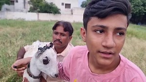 How to Trim Horns in Goats | Complete Process | Narejo GOAT FARM