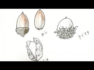 [Acorn] How to draw a pen picture in 9 minutes!