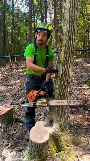 BEST Small Tree Felling Technique for FULL CONTROL 🌴