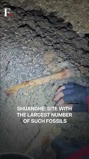 China: 52 giant panda fossils found in Asia's longest cave | N18G