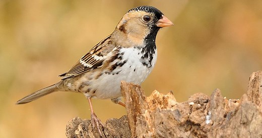 Harris's Sparrow Identification, All About Birds, Cornell Lab of Ornithology