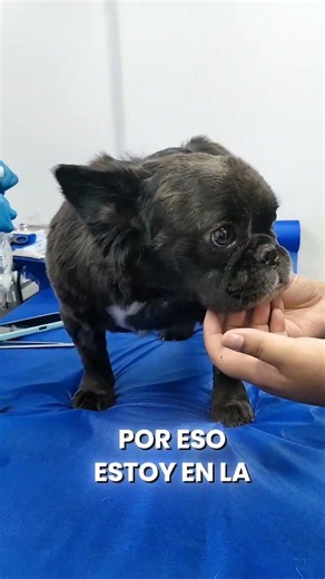 Don't leave me, please! | Vet Oriente Veterinary Clinic