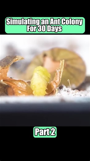 Exploring the Fascinating World of Insects in Pets