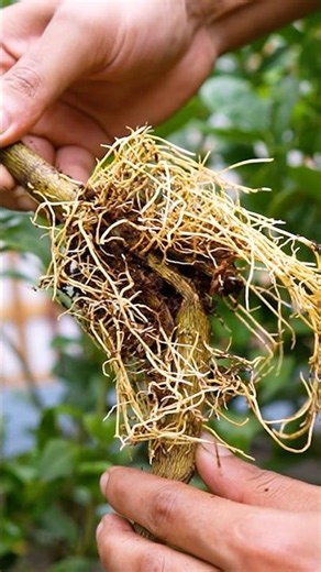 🍋Unique Method to Grow Lemon Trees - 100% Success Air Layering for Beginners!🌱