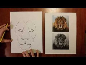 How to Draw a Realistic Lion