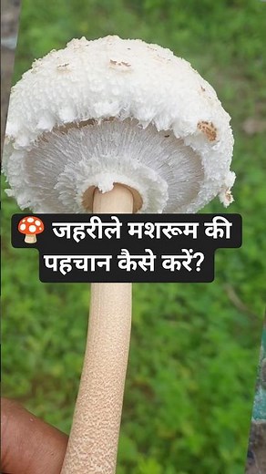 🍄 How to identify poisonous mushrooms? | How to Identify Poisonous Mushrooms