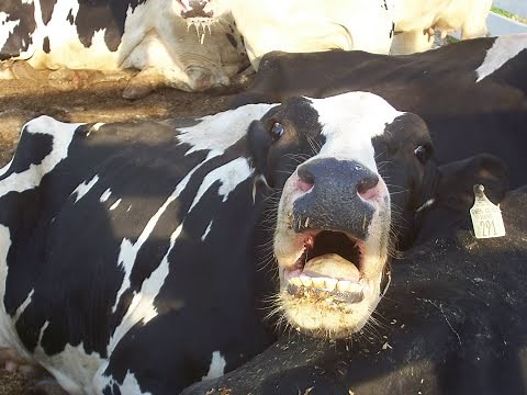 Dairy Investigation Exposes Heartbreaking Cruelty to Cows