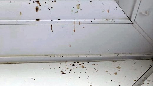 What Does Spider Poop Look Like? | Spider Poop & Droppings