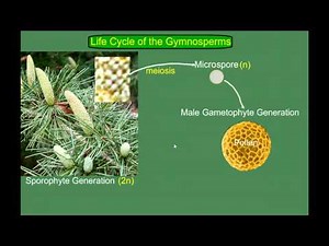 Gymnosperm (Pine) Life Cycle