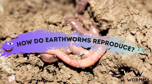 How Do Worms Reproduce? [Frequency, Eggs & Baby Earthworms]