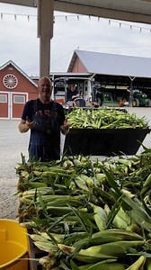 The wait is over, corn is here!!🌽🌽🌽Here’s an update from Bob! | Bob's Corn Maze and Pumpkin Farm