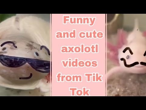 funny and cute axolotl video's from TikTok