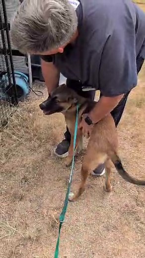 17 reactions | https://throwadogabone.org/adopt | Throw A Dog A Bone Dog Rescue | Facebook