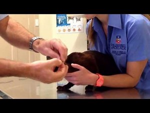 How to give a cat a pill or tablet