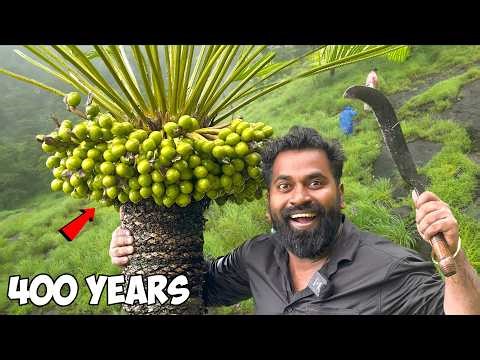 ഈന്തങ്ങ പുട്ട് കഴിച്ചിട്ടുണ്ടോ | Cycas Circinalis preparation at Home | M4 Tech |