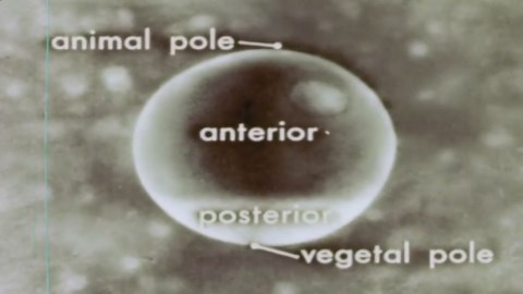 Amphibian Embryo Development: Frog & Salamander Reproduction