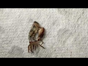 Phidippus Jumping Spider Molting