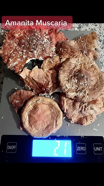 Amanita Muscaria Tea Recipe for Healing and Medicinal Benefits