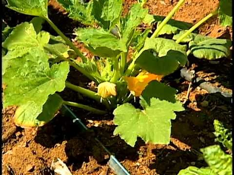 Desert Gardening with Carol Stuttard