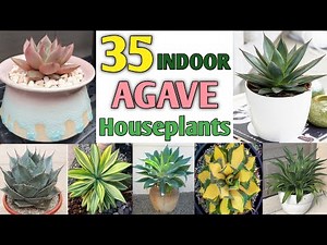 35 Indoor Agave Plant Species | Agave Plant Varieties and it's identification | Plant and Planting