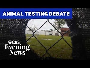 Inside the debate over animal testing in medical research