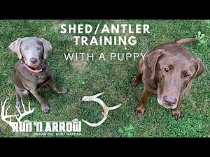 SHED/ANTLER DOG TRAINING WITH A PUPPY