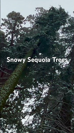 Snowy Trees in Sequoia National Park