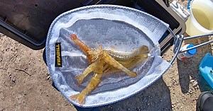 6 Tips To Keep Your Bait Alive Longer (And Catch MORE FISH)