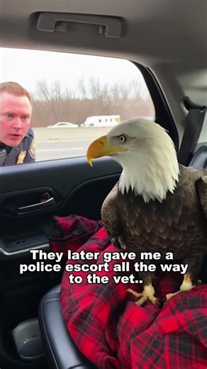 I Got A Police Escort... To Save A Family Of Eagles
