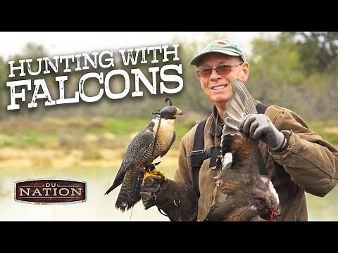 Ultimate Falconry: Duck Hunting in Texas | DU Nation