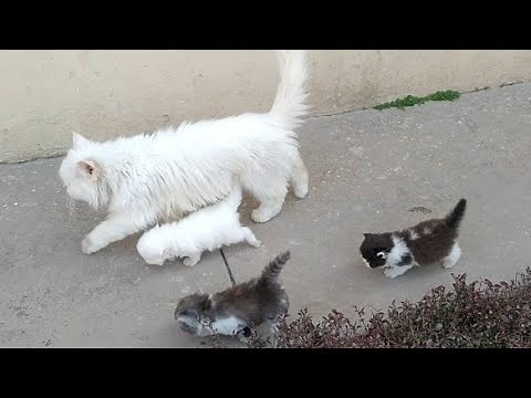 Mother Cat Walking With Her Kittens And Hitting Them To Go Inside | White Cat Protecting Her Kittens