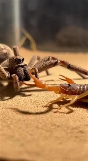 🦂 Wolf Spider vs Scorpion Macro Clash Under Glass | BugBattles Uncut