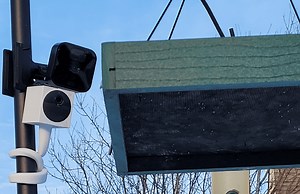 The Best Bird Feeder Cameras (I Tested 9 In My Yard)