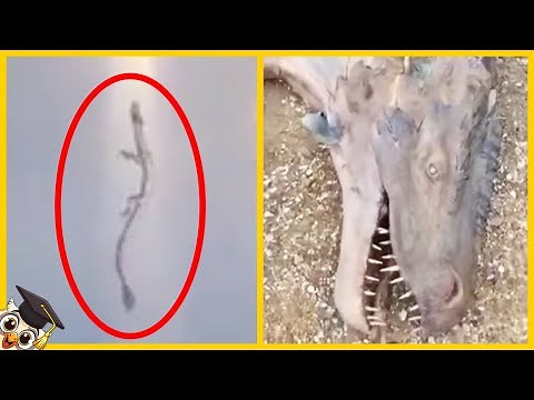 10 Real-Life Dragons Caught on Camera