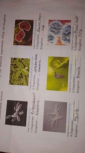 Identify the selected organisms using six-kingdom classificatio... | Filo