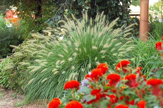 25 of the Prettiest Ornamental Grasses for Your Garden