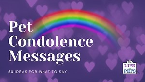 50 Pet Condolence Messages: Ways To Express Your Sympathy • 2025 Ruffle Snuffle