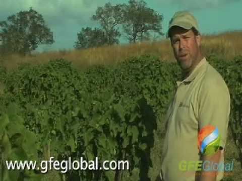 What is Jatropha, oil seed for production of biodiesel