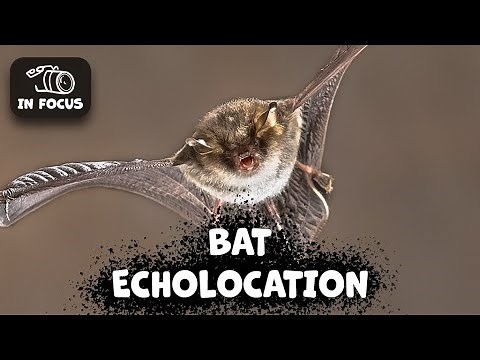 Understanding Bat Echolocation: How Bats Navigate the Dark