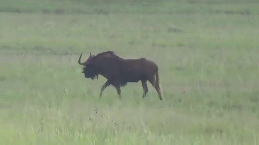 .375 Ruger: An Up And Coming Dangerous Game Cartridge?