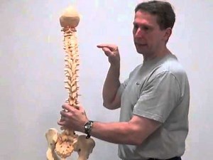 Video 16 Understanding the local and global muscle system