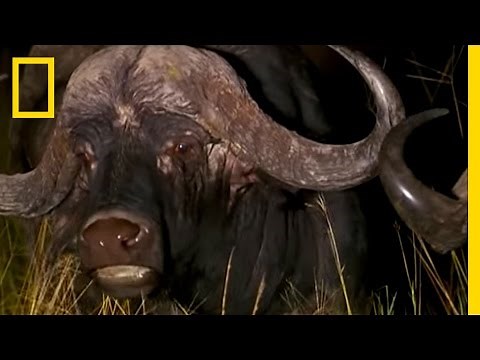 Lion Pride vs. Buffalo | National Geographic